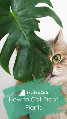 a cat peeking out from behind a large green plant with text overlay that reads, excatects how to cat - proof plants