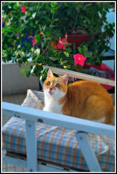 an orange and white cat sitting on top of a chair next to a potted plant