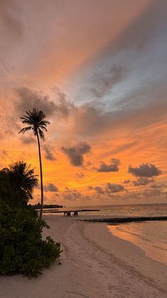 a palm tree sitting on top of a beach next to the ocean under a cloudy sky