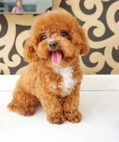 a brown poodle sitting on top of a white counter next to a mirror with its tongue hanging out