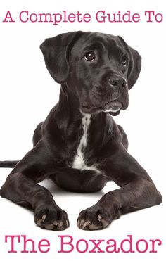 a black dog laying down on the ground with its paws crossed and looking at the camera