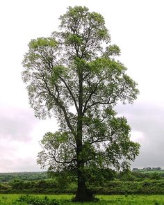 a lone tree in the middle of a field