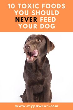 a brown dog sitting in front of an orange background with the words 10 exotic foods you should never feed your dog