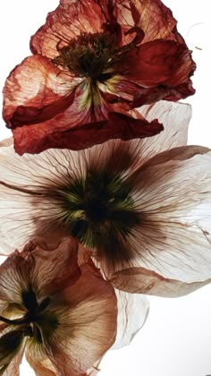 three red and white flowers on a white background