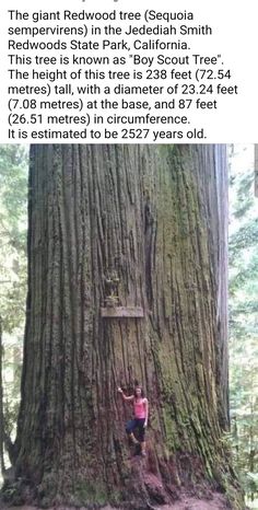 a person standing in front of a large tree