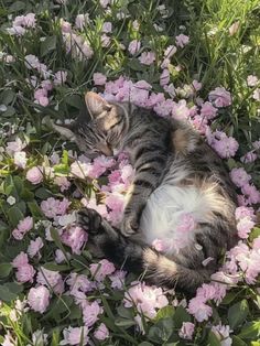 a cat is laying in the middle of flowers