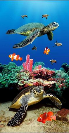 a sea turtle swimming in the ocean with other fish around it and corals on the ground