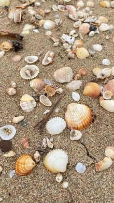 shells and seaweed on the sand at the beach