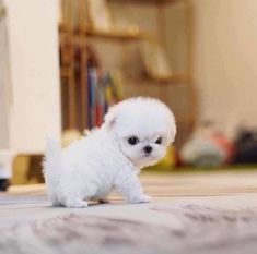 a small white dog standing on top of a rug