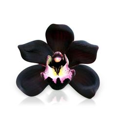 Black Orchid Perfume, Orchid Perfume, Purple Hyacinth, Black Orchid, Water Lilies, Dark Purple, Grapefruit, Soy Wax