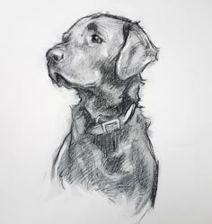 a drawing of a dog's head in black and white, with a collar on