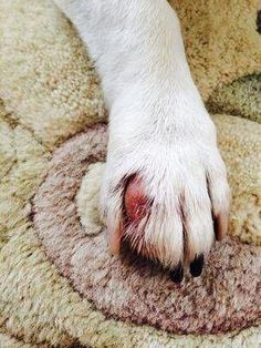 Today we noticed our dog has a red, shiny bump on the top of one of his paw.  It appears inflamed.  It Dog Licks Paws Remedy, Yeast Dog Paw, Red Paws On Dogs Remedies, Dog Paw Remedies, Dog Paw Protection, Dog Paw Care, Dog Skin Allergies, Cleaning Dogs Ears, Dog Hot Spots