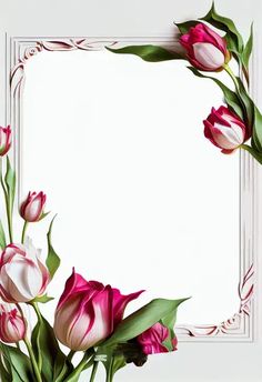 pink and white tulips in a square frame