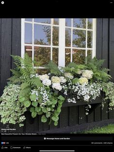 a window box filled with white and green flowers