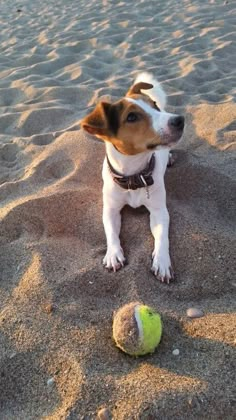 a small dog sitting in the sand with a tennis ball on it's side