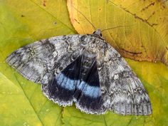 a large gray and blue moth sitting on top of a green leaf covered in leaves