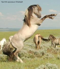 a group of horses standing on their hind legs in a field with grass and flowers