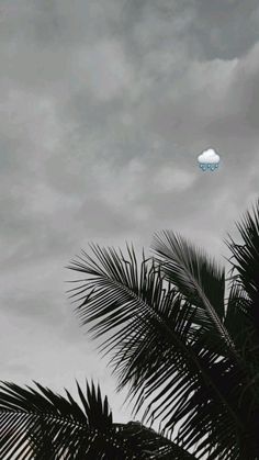 palm trees against a cloudy sky with no clouds