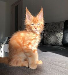 an orange kitten sitting on top of a couch