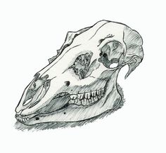 a drawing of a dinosaur's skull