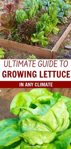 the ultimate guide to growing lettuce in any climate