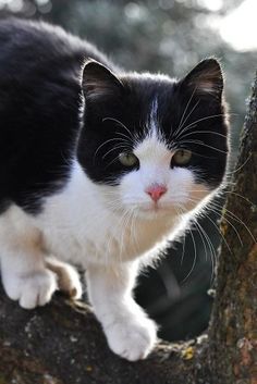 a black and white cat sitting on top of a tree branch looking at the camera