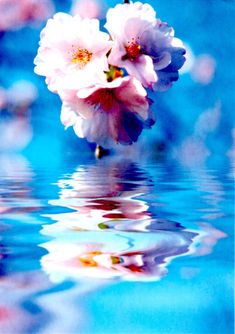 some pink flowers are floating in the water