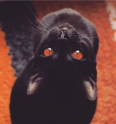 a black cat with orange eyes looking up