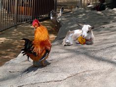 two goats and a rooster in an enclosure