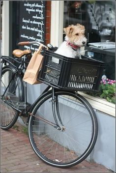 a dog in a basket on the back of a bicycle