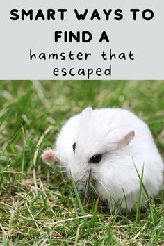 a white hamster sitting in the grass with text overlay that says, how to start