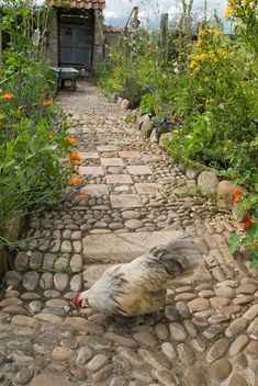 a dog is walking down the stone path in front of some flowers and plants with a chicken on it's nose