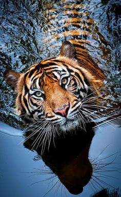 a close up of a tiger in the water