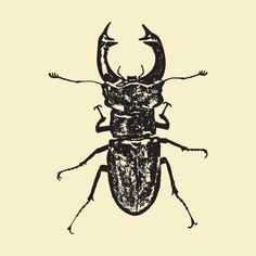 a beetle with horns on it's back and long legs, drawn in black ink