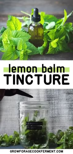 Lemon Balm Oil Recipes, How To Dry Lemon Balm, Lemon Balm Tincture Benefits, How To Make Lemon Balm, What To Do With Lemon Balm, Lemon Balm Plant