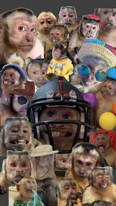 collage of monkeys wearing hats, sunglasses and sports gear in front of a football helmet