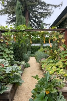 a garden filled with lots of different types of plants