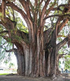 the large tree is very old and huge