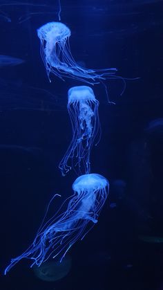 two blue jellyfish swimming in an aquarium