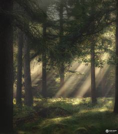 sunlight shining through the trees in a forest