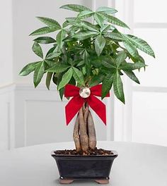 a potted plant with a red bow on it's top sitting on a table