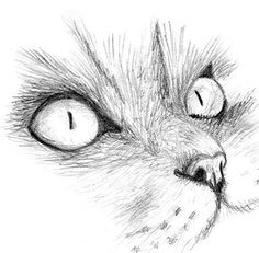 a black and white drawing of a cat's face with its eyes wide open