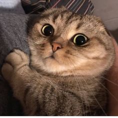 a close up of a person holding a cat in their arms and looking at the camera