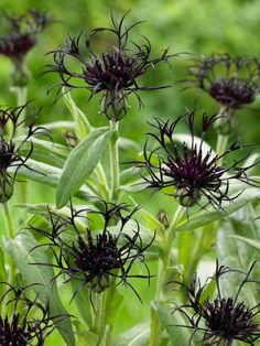 black flowers with green leaves in the background