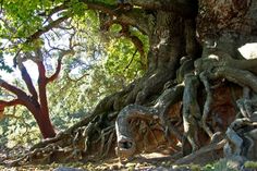 an old tree with very large roots in the forest