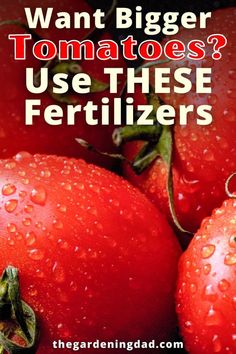 tomatoes with water drops on them and the words want bigger tomatoes? use these fertilizers