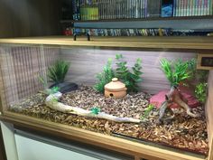 a fish tank filled with plants and rocks