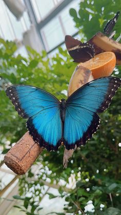 a blue butterfly sitting on top of a piece of fruit hanging from a tree branch