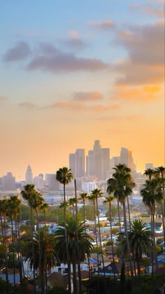 palm trees and the city skyline at sunset