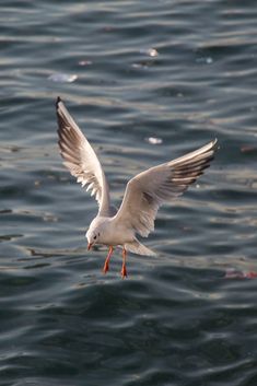 a seagull flying over the water with it's wings spread